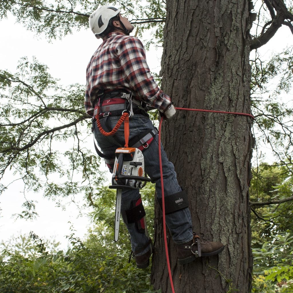 Tree Trimming Safety Tips
