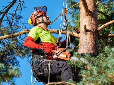 feat_img_Become-an-Arborist-480x300-1