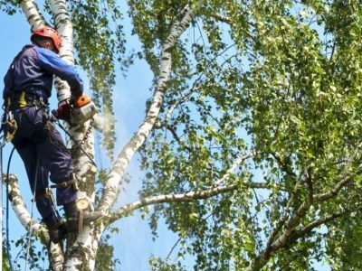feat_img_Certified_Arborist-480x300-1