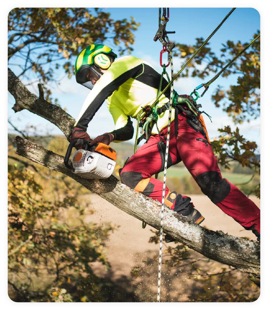 arborist-cutting-tree-branch-while-secured-with-ropes