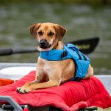 NRS CFD Dog Life Jacket