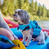 NRS CFD Dog Life Jacket