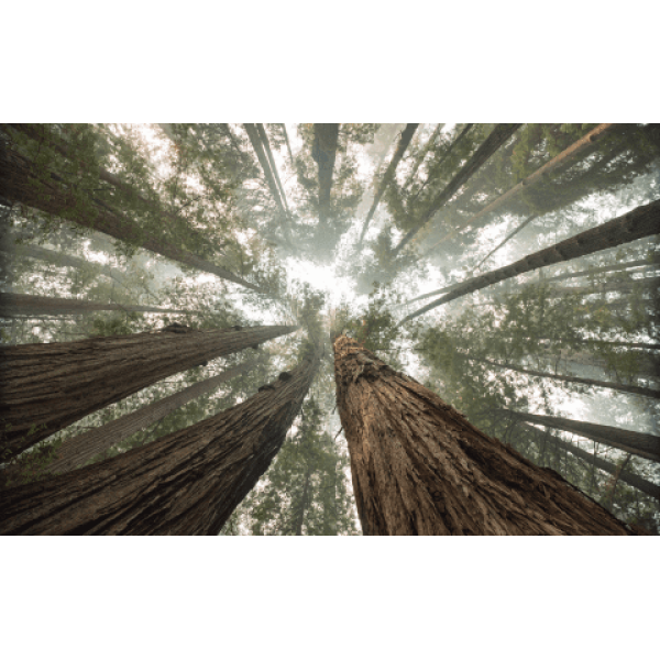 TREE STAND RESCUE