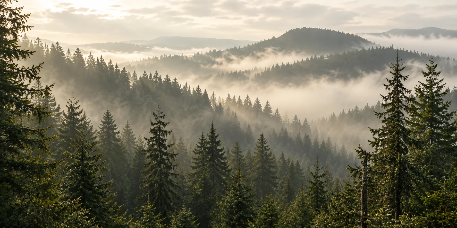 Misty evergreen forest canopy with layered treelines and warm morning light